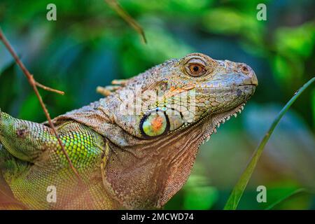 Portrait d'iguane verte (Iguana Iguana), zoo de Zurich, Amérique centrale captive, Petites Antilles Banque D'Images