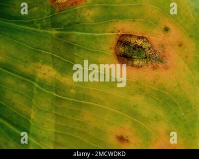 Macro photographie des veines et des taches de la feuille d'un bananion contre le soleil, capturé dans une forêt près de la ville coloniale de Villa de Leyva i Banque D'Images