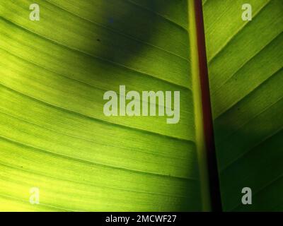 Macro photographie des veines de la feuille d'un bananier contre le soleil, capturé dans une forêt près de la ville coloniale de Villa de Leyva dans le centre Banque D'Images