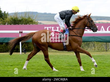 Qatar Goodwood Festival Meeting 26th juillet 2022 à Goodwood Racecourse, Chichester - première journée - Jockey Andrea Atzeni sur Stradivarius avant les piquets de la coupe Al Shaqab Goodwood Banque D'Images