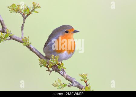 Robin européen (erithacus rubecula), assis sur l'aubépine commune (Crataegus monogyna), Siegerland, Rhénanie-du-Nord-Westphalie, Allemagne Banque D'Images