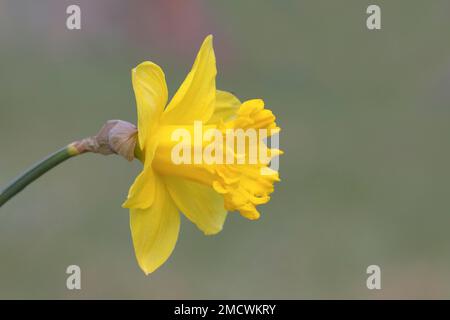 Jonarcisse sauvage, fleur, Siegerland, Rhénanie-du-Nord-Westphalie, Allemagne Banque D'Images