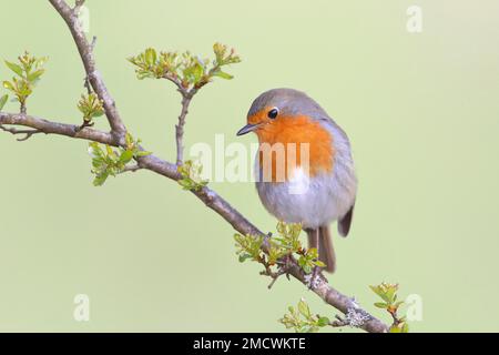 Robin européen (erithacus rubecula), assis sur l'aubépine commune (Crataegus monogyna), Siegerland, Rhénanie-du-Nord-Westphalie, Allemagne Banque D'Images