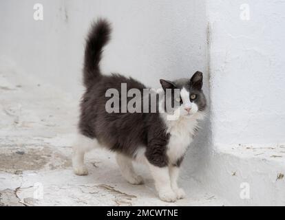 Cat dans les ruelles de Mykonos, la vieille ville, Mykonos, Cyclades, Grèce Banque D'Images