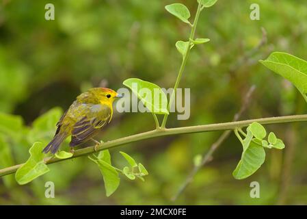 Paruline jaune (Dendroica petéchia) sur la branche, île de Santa Cruz, Galapagos, Equateur Banque D'Images