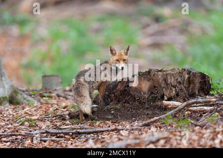 Le renard roux (Vulpes vulpes) fauve, devant une souche d'arbre pourri dans la forêt, Bavière, Allemagne Banque D'Images