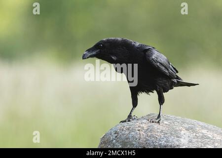 Corbeau commun (Corvus corax), roc, Mecklenburg-Ouest Pomerania, Allemagne Banque D'Images