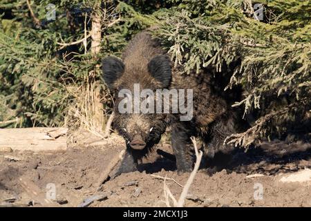 Sanglier (sus scrofa) sanglier, truie sauvage, sanglier noir, sanglier fort au wallow, Bavière, Allemagne Banque D'Images