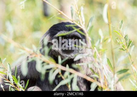 Gibbon Java, gibbon argenté (Hylobates moloch), Bow-wow, vue à travers un Bush, Bavière, Allemagne Banque D'Images