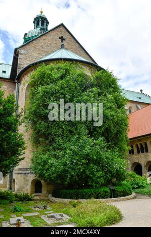 Rosebush de 1000 ans, Mariendom, Domhof, Hildesheim, Basse-Saxe, Allemagne Banque D'Images