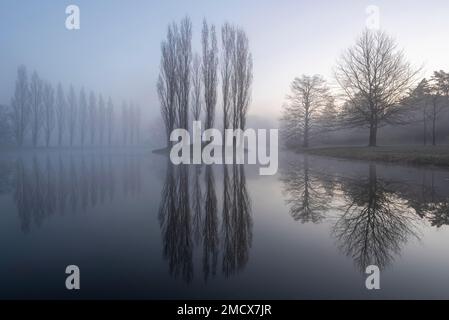 Île de Roseau dans la brume matinale, Dessau-Woerlitzer Garden Kingdom, site classé au patrimoine mondial de l'UNESCO, Woerlitz, Saxe-Anhalt, Allemagne Banque D'Images