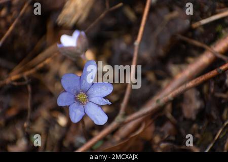 Gros plan d'une fleur d'hepatica pourpre poussant dans des feuilles brunes, le jour du printemps Banque D'Images