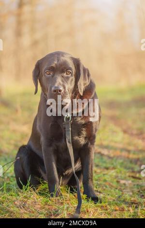 Labrador chien sur une promenade sur un harnais avec une laisse. Le jeune labrador retriever sur le fond de la forêt. Banque D'Images