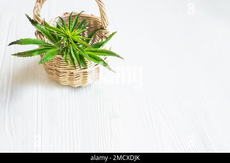 Feuille de cannabis sur blanc.Plante de chanvre dans un panier sur une table en bois blanc Banque D'Images