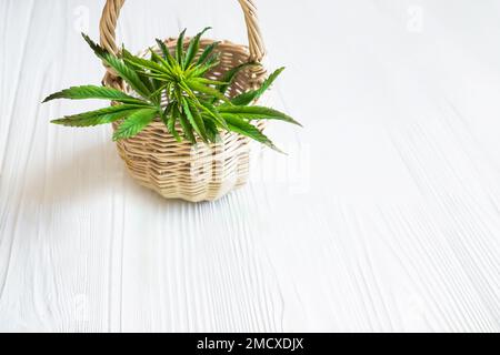 Feuille de cannabis sur blanc.Plante de chanvre dans un panier sur une table en bois blanc Banque D'Images