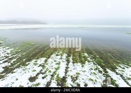 Vue par une journée brumeuse sur un champ rural inondé d'eau par la fonte de la neige, dans l'est de la Pologne Banque D'Images