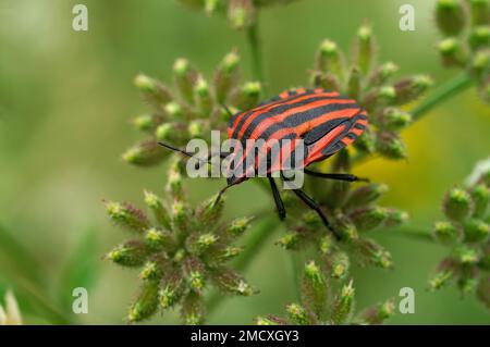 Un gros plan naturel sur le rouge coloré de la punaise italienne rayée, Graphosoma italicum assis dans la végétation verte Banque D'Images