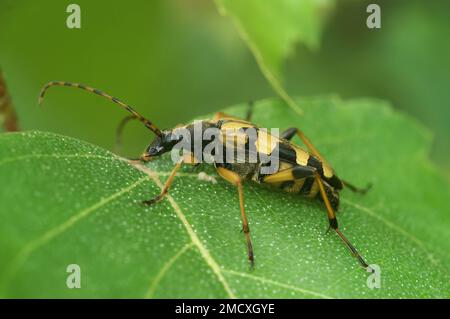 Gros plan sur un coléoptère de longhorn tacheté, Rutpela maculata assis sur une feuille verte dans le jardin Banque D'Images