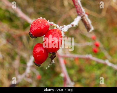 givre sur les hanches roses Banque D'Images