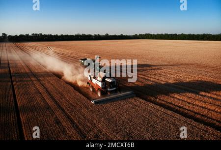 La récolteuse travaille dans les champs. Moissonneuse-batteuse récolte du blé. Champ de céréales pendant la récolte. L'équipement moderne fonctionne. 07.07.22, région de Rostov Banque D'Images