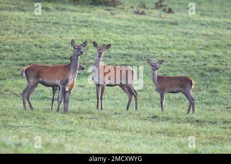 Troupeau de cerfs rouges (cervus elaphus) paître sur la prairie en nature automnale. Banque D'Images