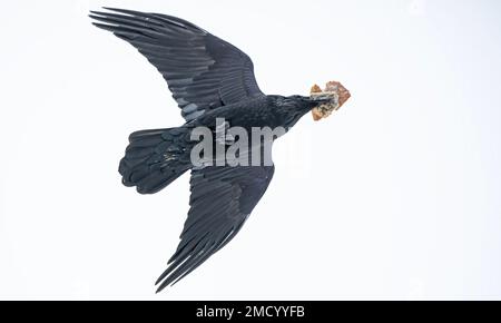 Corbeau commun (Corvus corax) isolé sur fond blanc volant avec du pain dans son bec au-dessus d'Ottawa, Canada Banque D'Images