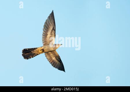 Common Cuckoo (Cuculus canorus) volant, pays-Bas Banque D'Images