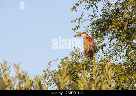 Héron violet (Ardea purpurea) perché dans un arbre, pays-Bas Banque D'Images