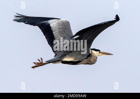 Un Héron volant sur un Fen très froid à Cambridgeshire, Royaume-Uni, janvier 2023 Banque D'Images