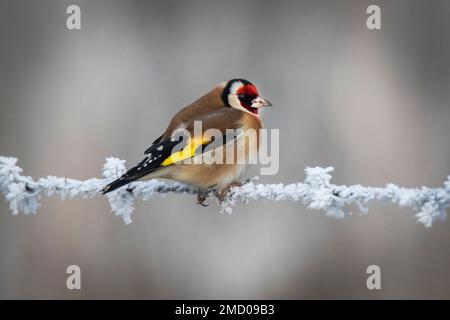 Un Goldfinch très froid à Wincken Fen à Cambridgeshire, janvier 2023 Banque D'Images