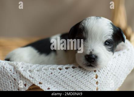 Gros plan d'un chiot Bichon Havanais allongé dans un panier en bois Banque D'Images
