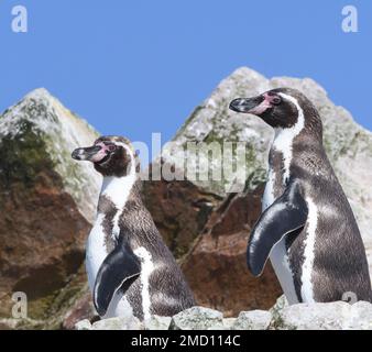 Pingouins humboldt adultes (Spheniscus humboldti) sur les rochers couverts de guano des îles Ballestas sous un ciel bleu ensoleillé. Îles Ballestas, Paracas, Banque D'Images