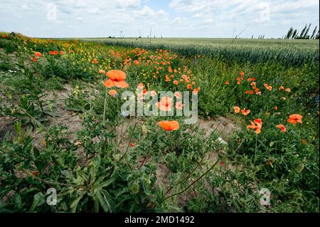 Le pavot sauvage pousse de la lisière près du blé. Banque D'Images