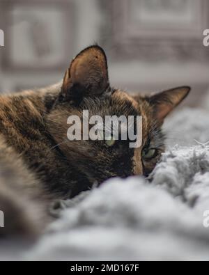 Gros plan d'un triste chat de Tortoiseshell allongé sur un tapis avec un arrière-plan flou Banque D'Images