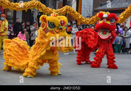 Fuyang, Chine. 22nd janvier 2023. Les danseurs exécutent une danse traditionnelle chinoise du lion à Fuyang, qui est une célébration commune pour le nouvel an lunaire chinois. Crédit : SOPA Images Limited/Alamy Live News Banque D'Images