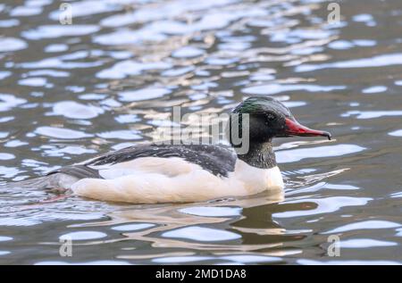 Le Goosander mâle a une tête verte métallique. Ils plongent pour la nourriture et les petits groupes chassent souvent en coopération. Les oiseaux paléarctiques passent souvent l'hiver Banque D'Images