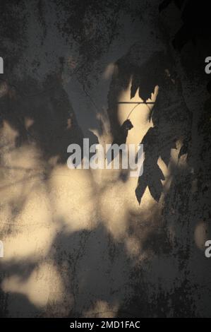 Motif abstrait des ombres à feuilles sycomore sur le mur Banque D'Images