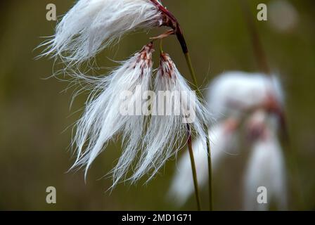 Herbe de coton gros plan détaillant les têtes de graines d'une plante sauvage commune, qui peut être trouvé dans les grenades de heathland ares. Banque D'Images