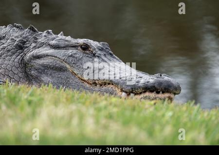 Un alligator américain se trouve à côté d'un étang au parc commémoratif du Dr Bradford, près du lac Apopka, dans Winter Garden, en Floride. Banque D'Images