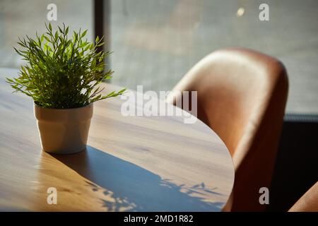 plante à la maison sur la table dans la lumière du soleil contourée. Pogonatherum paniceum Banque D'Images