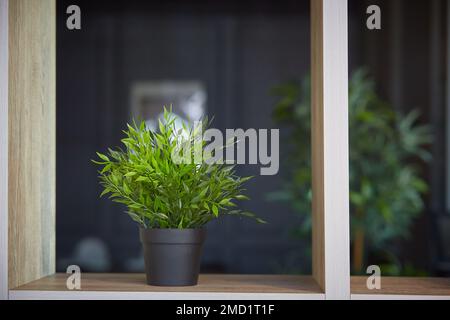 Design intérieur. Décoration maison avec fleurs en pot. Pogonatherum paniceum dans un pot de fleurs sur une étagère Banque D'Images