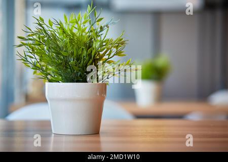 Pots de plantes vertes dans le bureau sur la table. Arrière-plan flou avec espace pour le texte. Banque D'Images