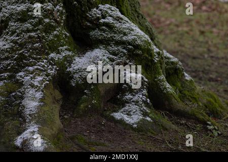 Racines d'arbre sous la première neige avec de la mousse verte dans la forêt d'hiver Banque D'Images