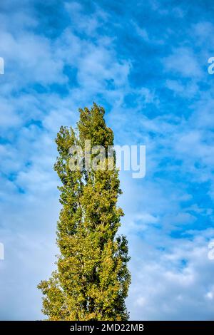 Couronne d'un peuplier noir (Populus nigra var. Italique) Banque D'Images