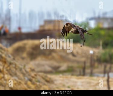 Un cerf-volant noir volant dans le ciel avec des ailes en forme de M. Banque D'Images