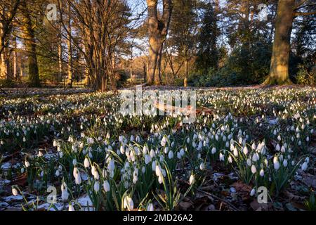 Gouttes de neige à Rode Hall, Scholar Green, près de Congleton, Cheshire, Angleterre, ROYAUME-UNI Banque D'Images