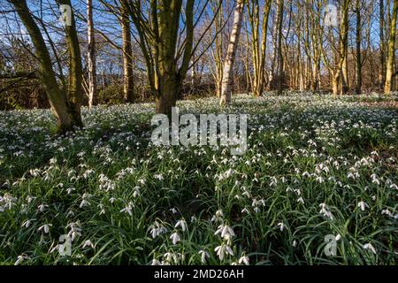 Chutes de neige dans les bois, près de Tarporley, Cheshire, Angleterre, Royaume-Uni Banque D'Images