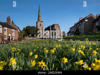 Jonquilles sur le Village Green à Astbury au printemps, Astbury, Cheshire, Angleterre, Royaume-Uni Banque D'Images