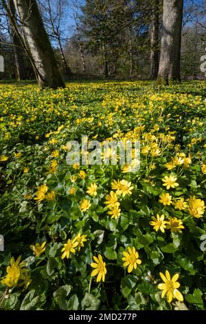 Petite Celandine (Ficaria verna) dans Woodland, près de Northwich, Cheshire, Angleterre, Royaume-Uni Banque D'Images