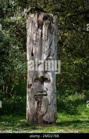 Visage sculpté sur Tree Stump, Rivacre Valley Country Park, Ellesmere Port, Cheshire, Angleterre, Royaume-Uni Banque D'Images